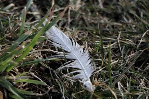 Feather in the grass Stock Photos
