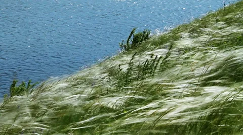 Feather Grass. River landscape. 스톡 동영상 67673254