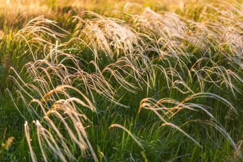 Feather grass selective focus background Фото