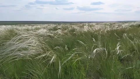 Feather grass spring flowering, beautiful grass, steppe, grass in the wind Stock Footage 132341199