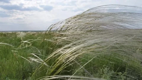 Feather grass spring flowering, beautiful grass, steppe, grass in the wind Stock Footage 132341387