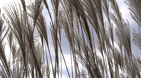 Feather grass steppe closeup Stock Footage 68705420