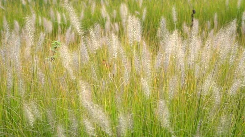 Feather grass steppe closeup Stock Footage 68705655