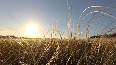 Feather grass in steppe Stock Footage 90334157