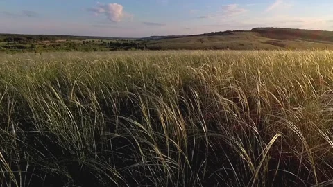 Feather grass in steppe Stock Footage 90334423