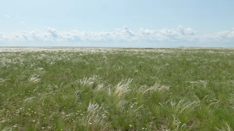 Feather grass steppe. Great steppe landscape Stock Footage 324627187