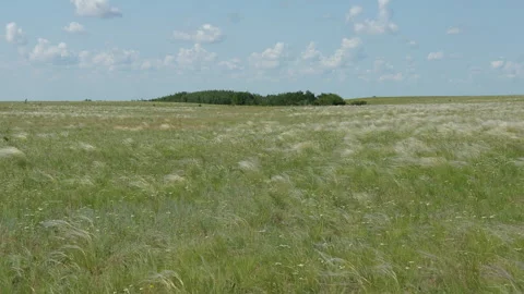 Feather grass steppe. Great steppe landscape Stock Footage 324627217