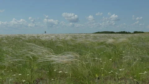Feather grass steppe slow motion. Great steppe Stock Footage 324628365