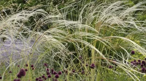 Feather grass (Stipa barbata) Stock Footage 14903273