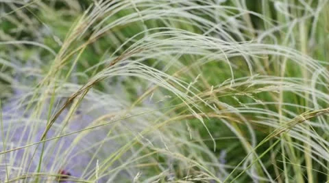 Feather grass (Stipa barbata) Stock Footage 14904512