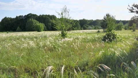 Feather grass. Summer meadow. Stock Footage 197081821