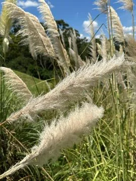 Feather-like grass in the sun Stock Photos