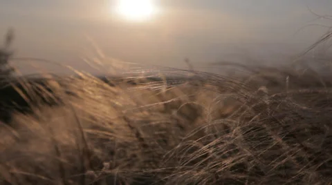 Feather grass in sunset Stock Footage 33603880