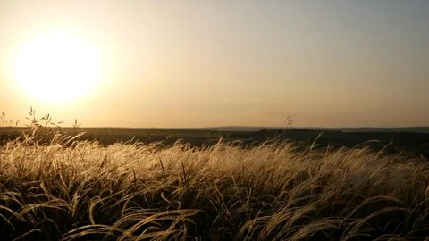 Feather grass at sunset Stock Footage 113178193