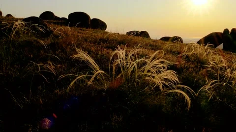 Feather grass in the sunset light- Dobrogea, Romania Stock Footage 142040959