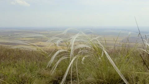 Feather grass in the sunset light- Dobrogea, Romania Stock Footage 142040961