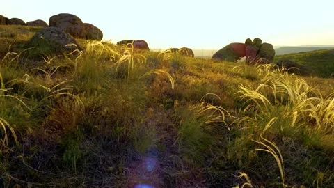 Feather grass in the sunset light- Dobrogea, Romania Stock Footage 142041198
