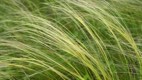 Feather grass swaying in wind in green field nature background Stock Footage 345212856