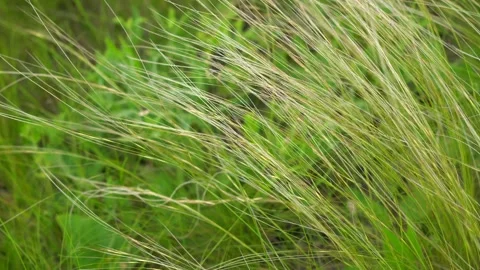 Feather grass swaying in wind in green field nature background Stock Footage 345212874