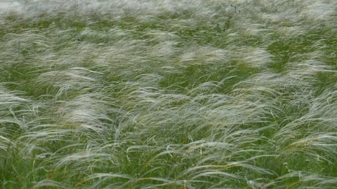 Feather grass swaying in the wind, slow motion Stock Footage 327333845