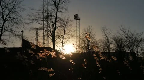 Feather Grass Swaying in Wind at Sunset Vídeos de archivo 58696963