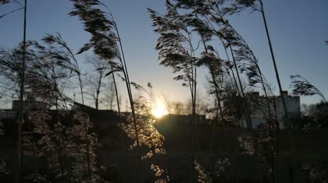 Feather Grass Swaying in Wind at Sunset Vídeos de archivo 58696978