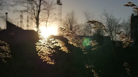 Feather Grass Swaying in Wind at Sunset Vídeos de archivo 58697008