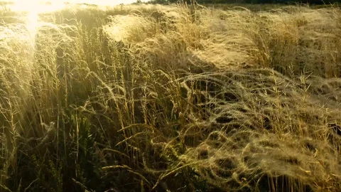 Feather grass sways Video stock 105691131