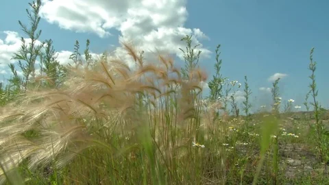 The feather grass sways in the wind Stock Footage 115325987