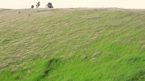The feather grass sways in the wind on a hill near the river Stock Footage 142510724