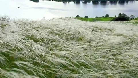 The feather grass sways in the wind on a hill near the river 動画素材 142510739