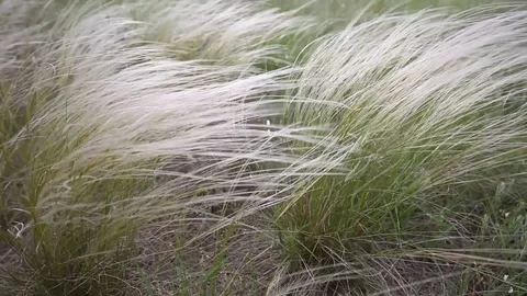 Feather grass swinging in the wind Stock-Footage 78418387