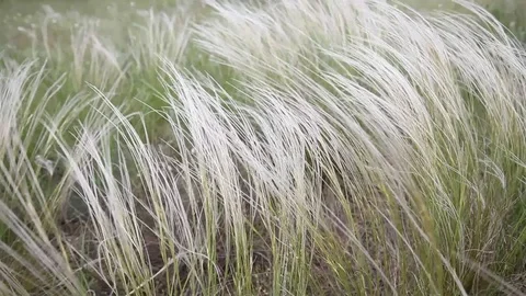 Feather grass swinging in the wind Stock Footage 78418419