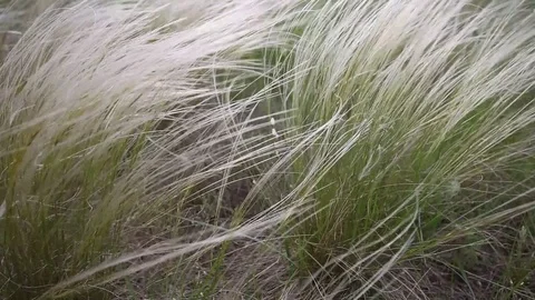 Feather grass swinging in the wind Stock Footage 78418447