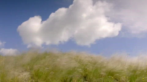 Feather grass, time-lapse Stock-Footage 436780