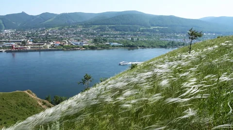 Feather Grass Under Strong Wind. Stock Footage 67706401