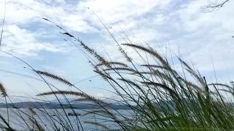 Feather grass. Video time lapse. Video stock 327009976
