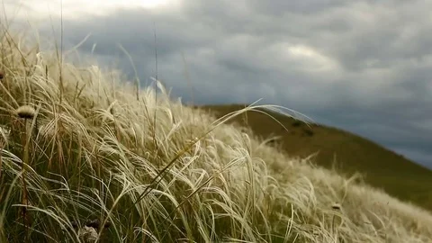 Feather grass waving in the wind against a background of dark clouds 스톡 동영상 76456148