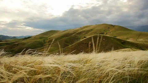 Feather grass waving in the wind against the hills on the horizon Stock Footage 76456539