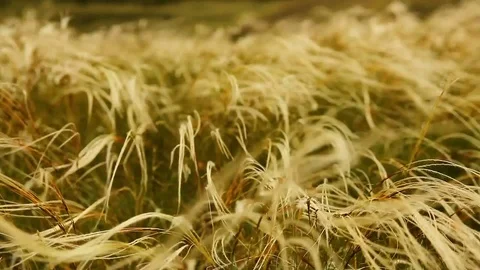 Feather grass waving in the wind Stock-Footage 76458494