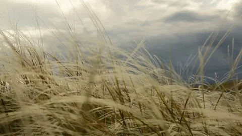 Feather-grass waving in the wind on the hillside Stock Footage 76456292