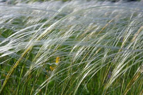 Feather grass in wind against a blue sky Stock Photos