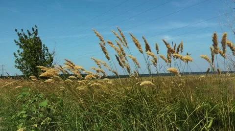Feather grass at a wind Stock Footage 8533015
