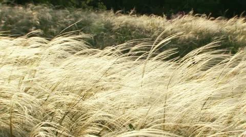 Feather grass in the wind Video stock 21225248