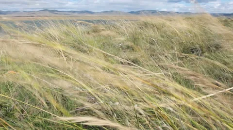 Feather grass in wind Stock-Footage 29664623