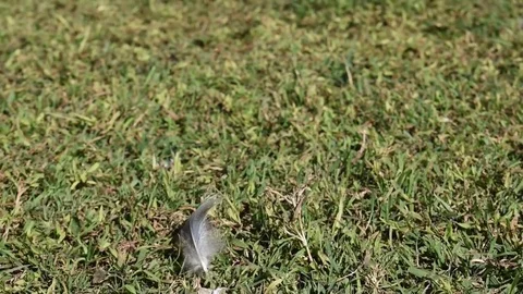 Feather on the grass in the wind Stock Footage 76686893