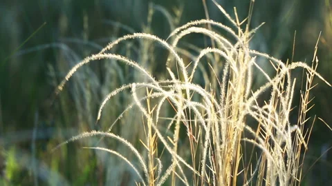 Feather grass in the wind Stock Footage 96738489