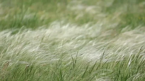 Feather grass in the wind Stock Footage 286088153