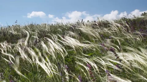 Feather Grass wind hills sky Stock Footage 67672395