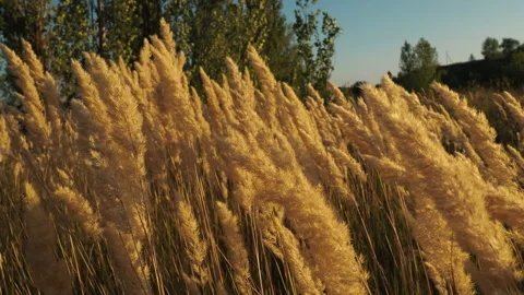 Feather grass winds in the wind and the sun shines beautifully on it 動画素材 136901523